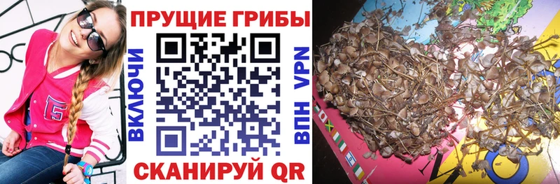 кракен зеркало  Снежногорск  Галлюциногенные грибы Psilocybe 